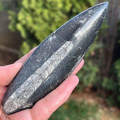 Fosil Orthoceras