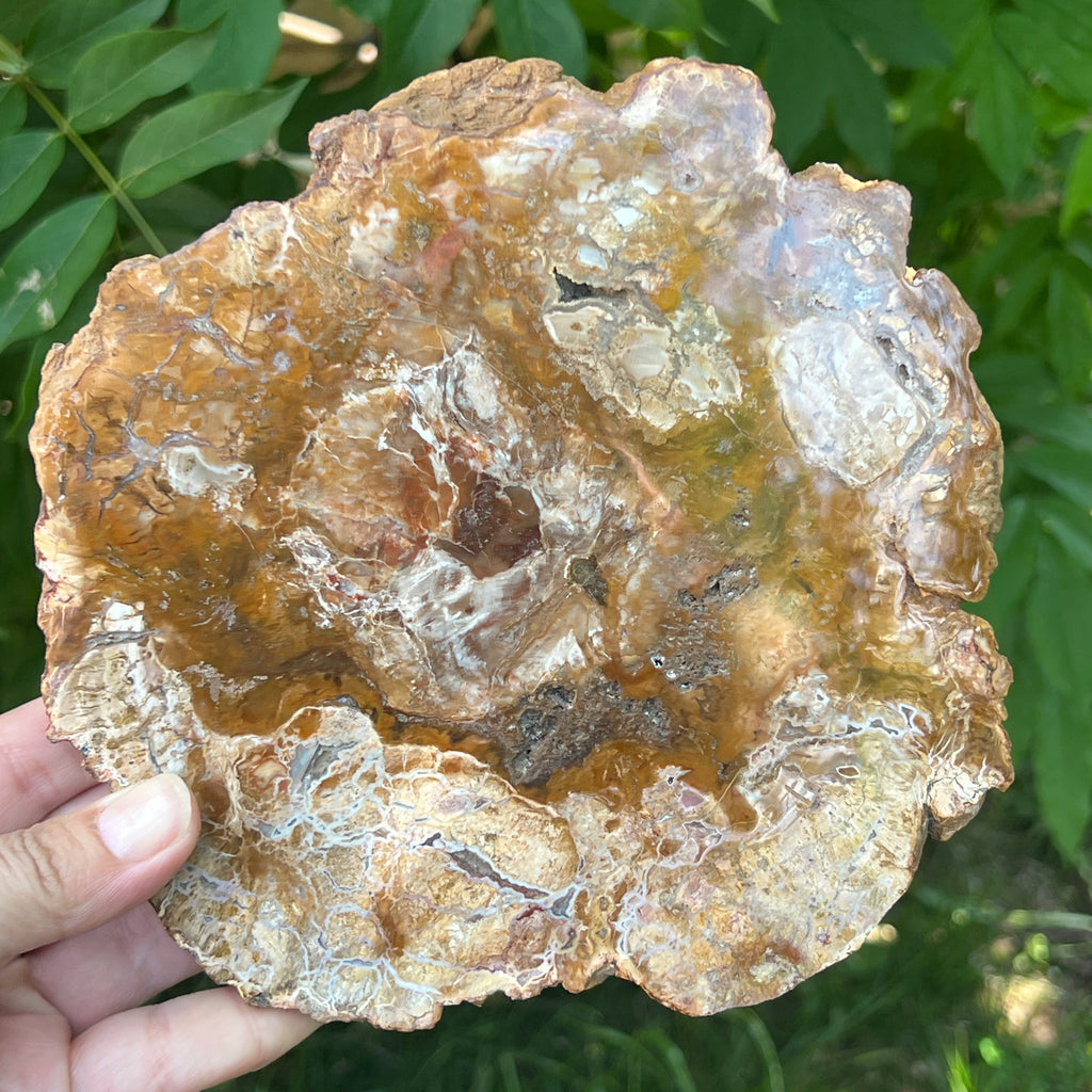 Felie lemn pietrificat | Model XL1, pietre semipretioase - druzy.ro 1 