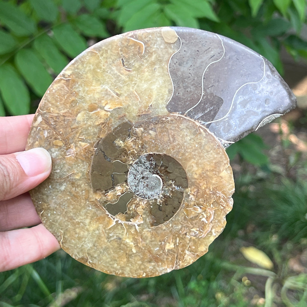 Ammonit Cleoniceras | Model 12, pietre semipretioase - druzy.ro 4 