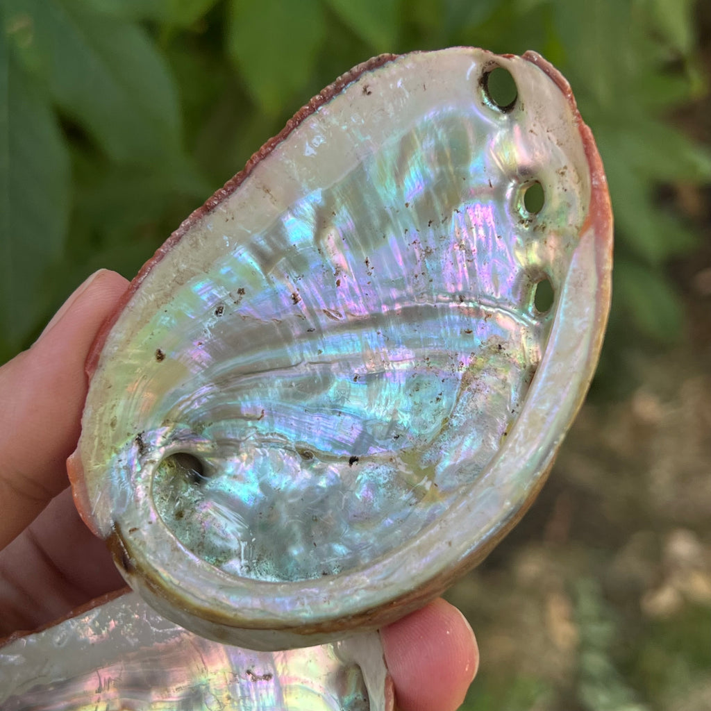 Scoica abalone suport ardere ierburi 8-10 cm, pietre semipretioase - druzy.ro 1 