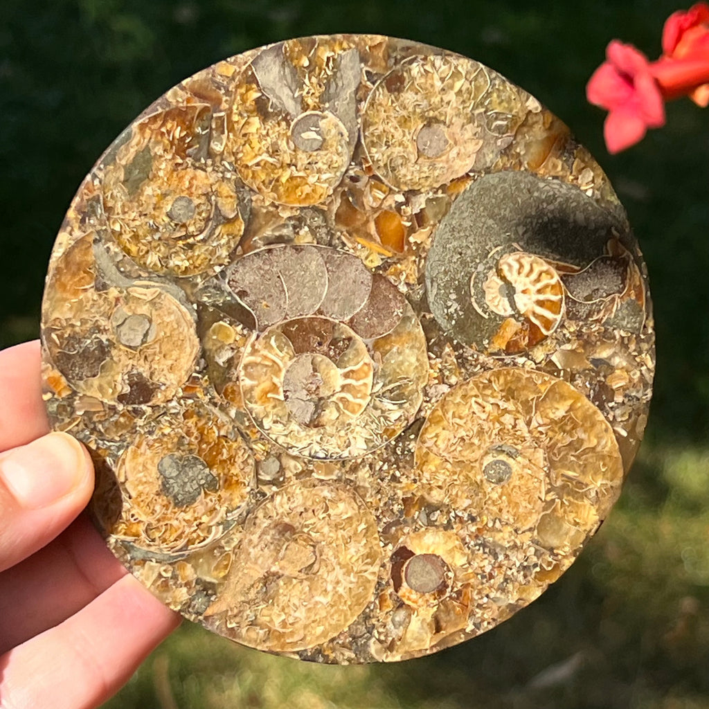 Fosil amonit felie 11.5 cm model 34, druzy.ro, pietre semipretioase 3