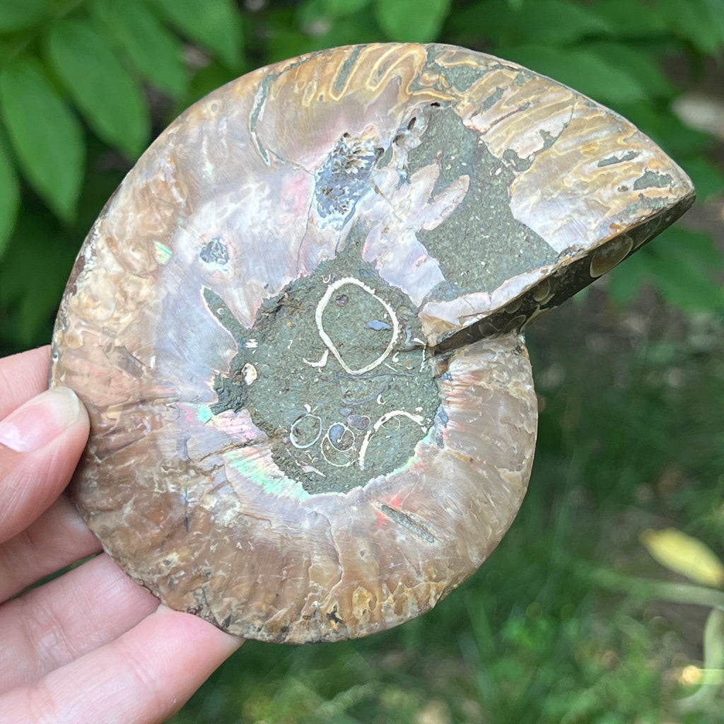 Ammonit Cleoniceras | Model 14, pietre semipretioase - druzy.ro 4 