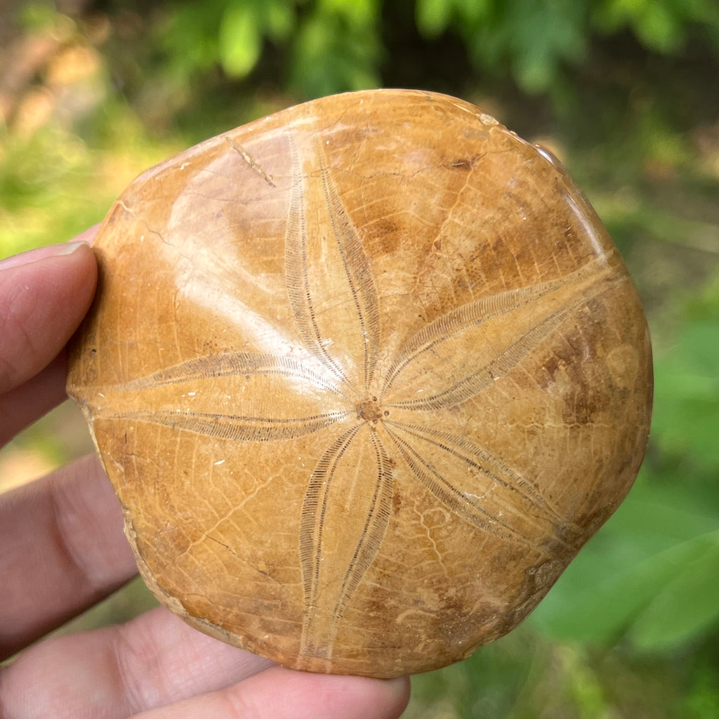 Fosilă Pygurus – Echinoderm Stea de Mare, pietre semipretioase - druzy.ro 3 