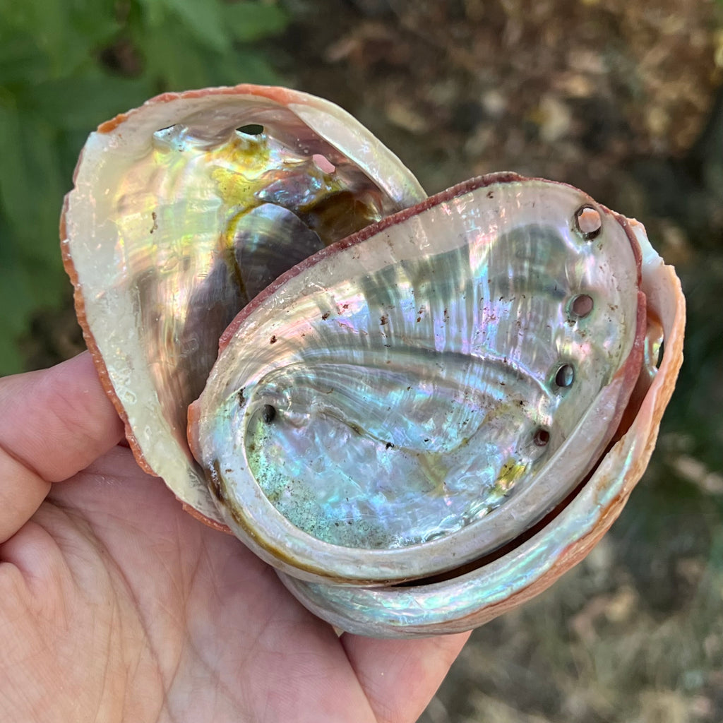 Scoica abalone suport ardere ierburi 6-8 cm, pietre semipretioase - druzy.ro 4 