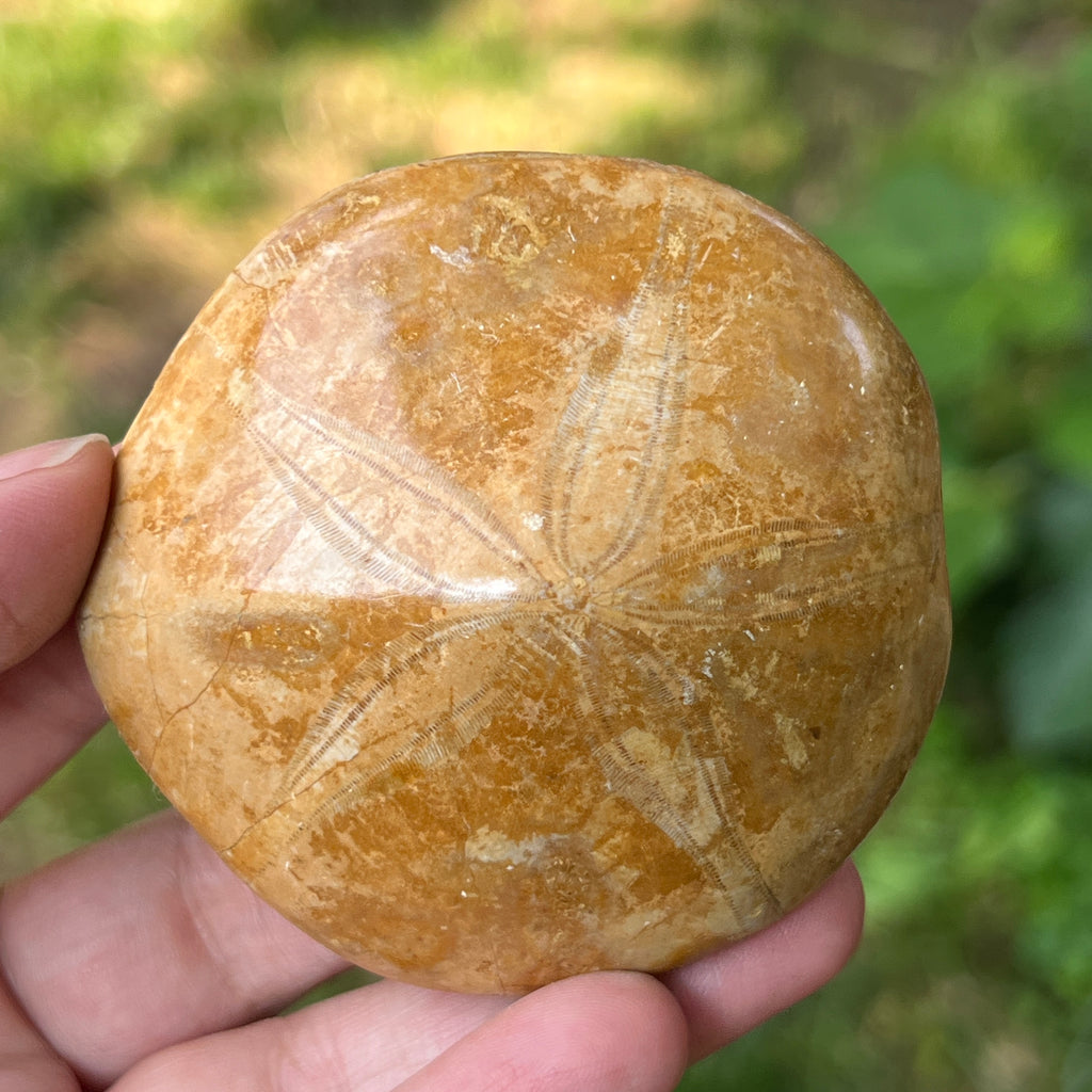 Fosilă Pygurus – Echinoderm Stea de Mare, pietre semipretioase - druzy.ro 4 
