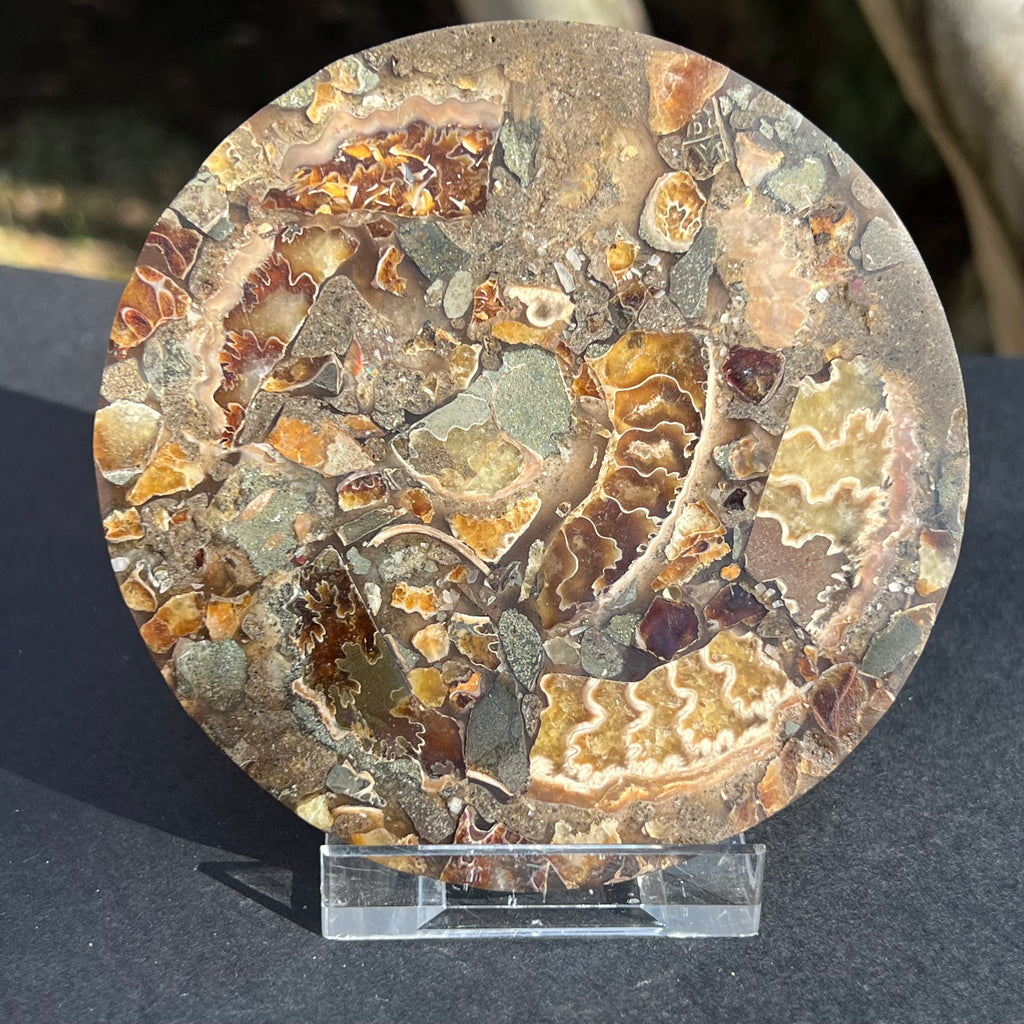 Fosil amonit felie 11.5 cm model 18, druzy.ro, cristale 3