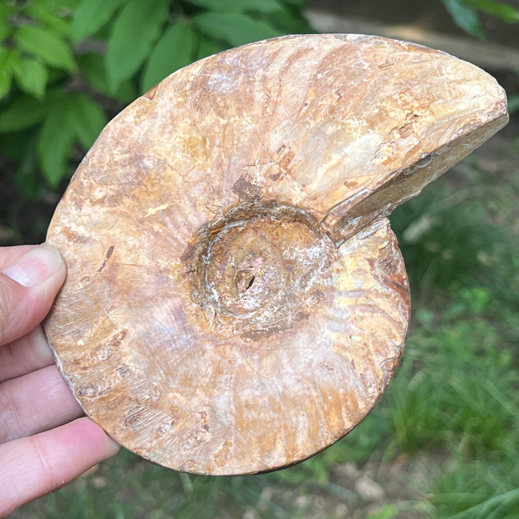 Ammonit Cleoniceras | Model 8, pietre semipretioase - druzy.ro 2 