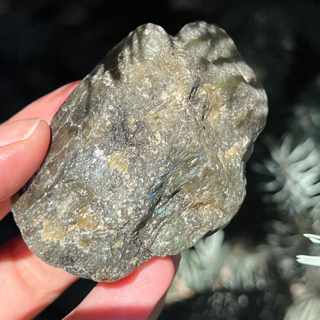 Labradorit piatra bruta polisata pe o fata m10, druzy.ro, cristale 4